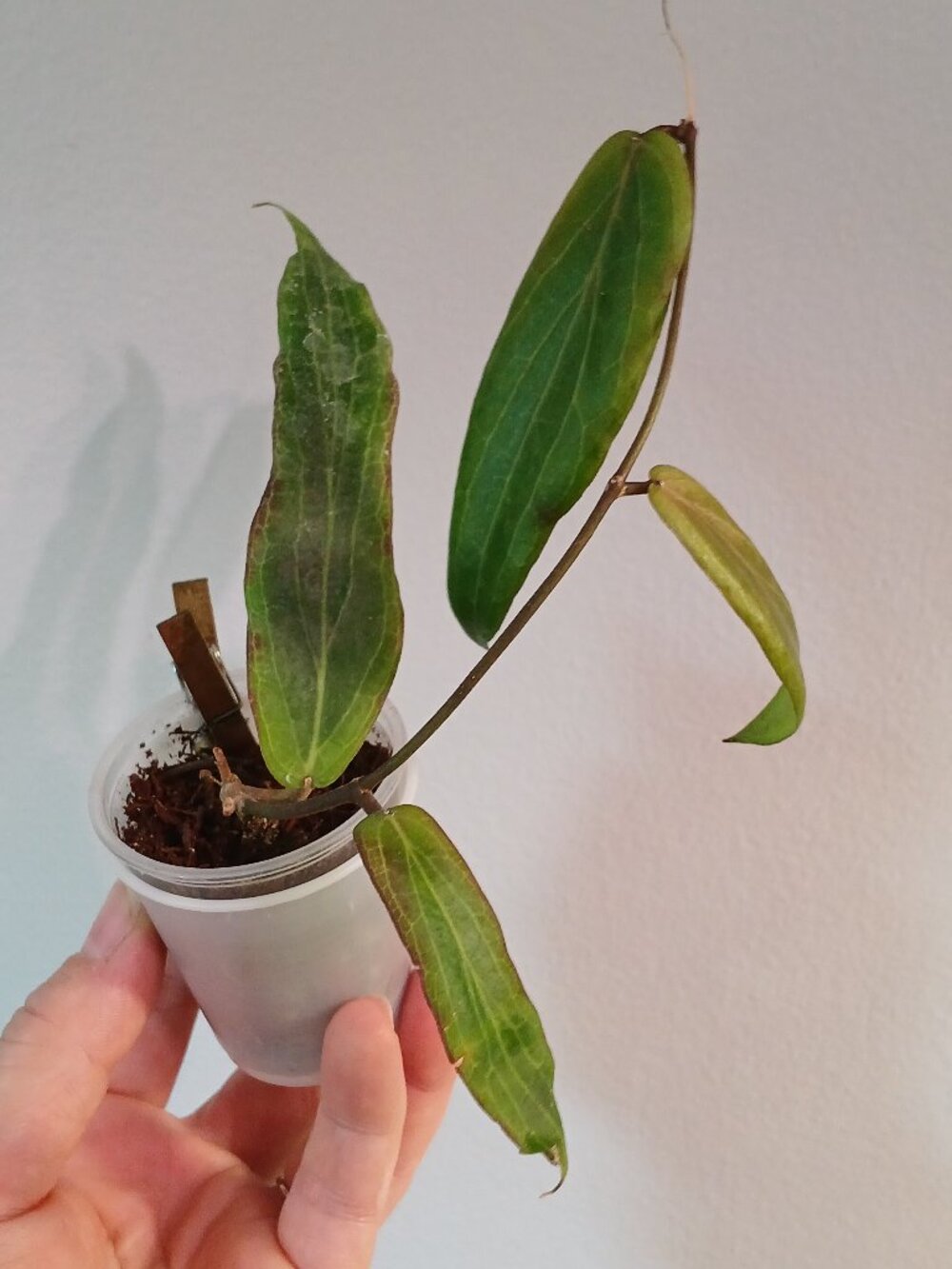 Hoya Bordini Cutting